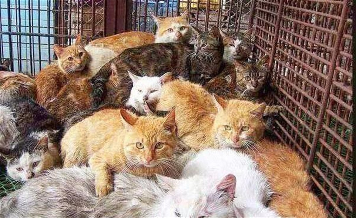 猫为什么不能吃太多肉,为什么中国人几乎什么都敢吃