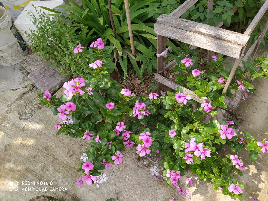 乘风破浪宁静和小花,宁静的小花