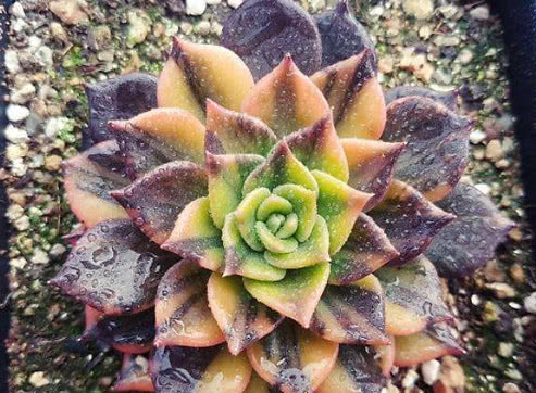 美杏锦多肉的养殖方法和注意事项,多肉怎么才能快速出锦