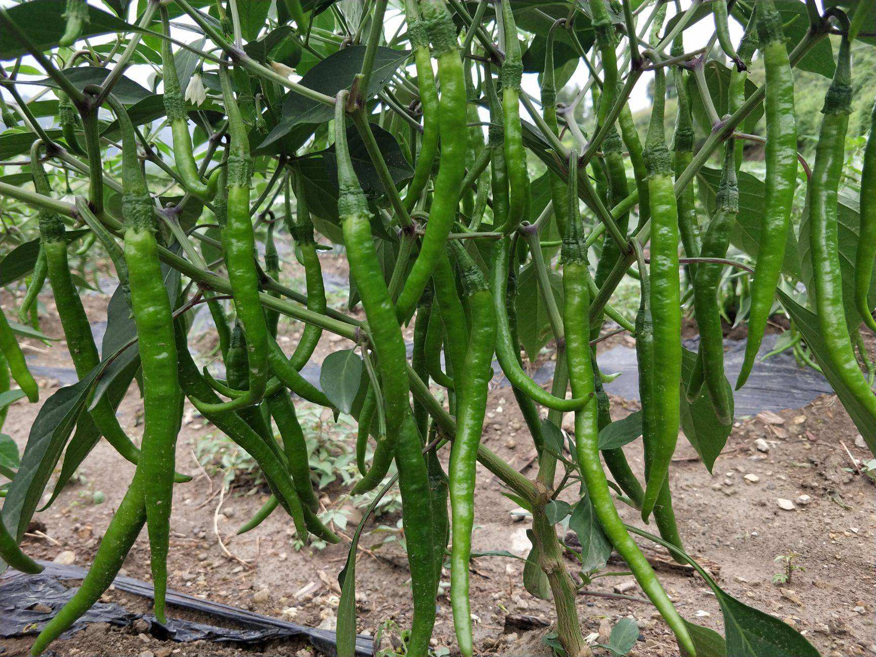 露天辣椒怎样整枝打叉才能高产,露天辣椒种植的方法与技术