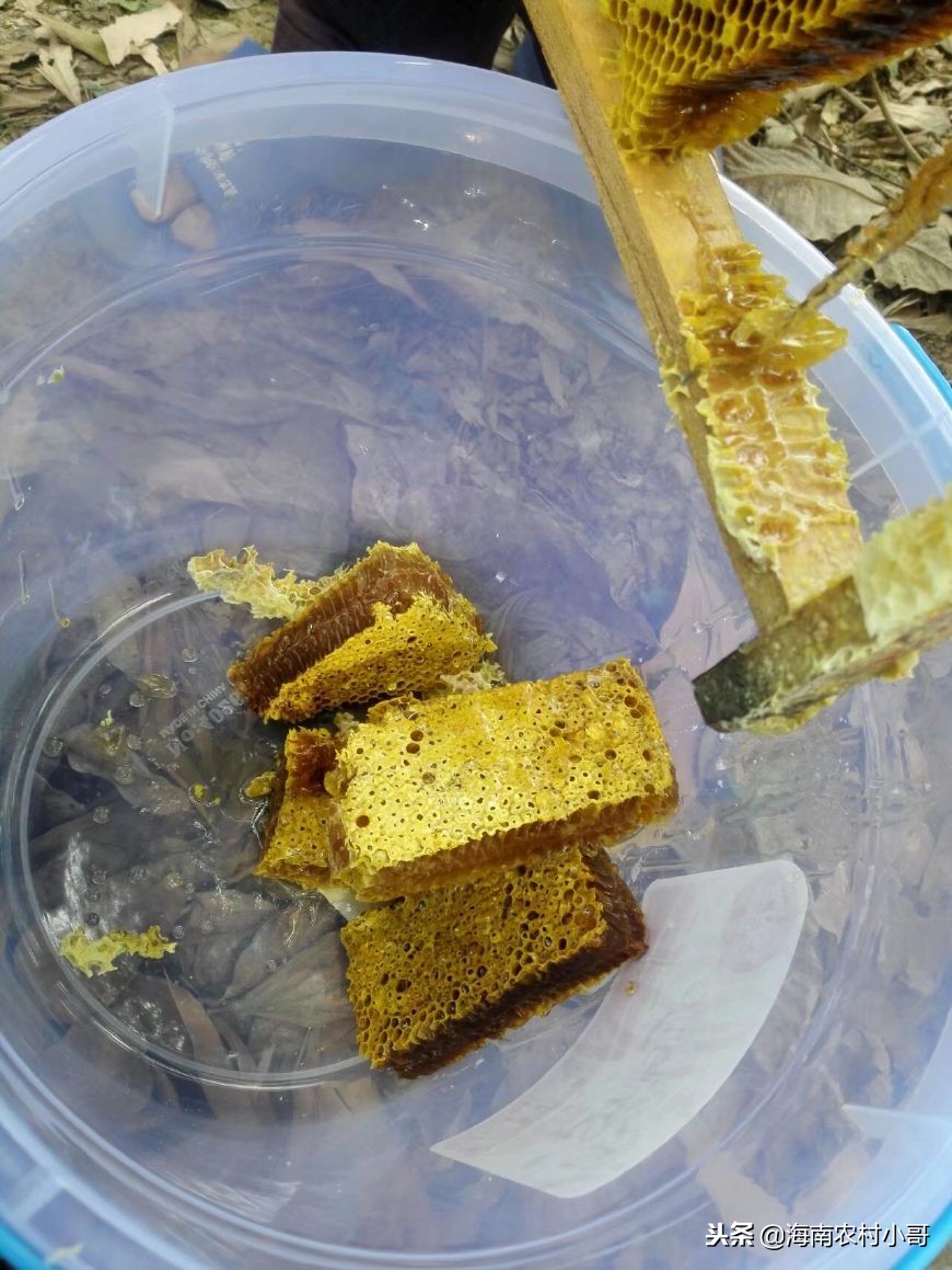 养殖蜜蜂用什么酿蜜,蜜蜂如何养殖如何提高蜂蜜产量