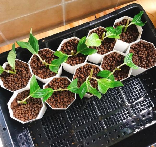 扦插月季花生根剂浸几小时,刚扦插的植物能浇柳树皮水吗