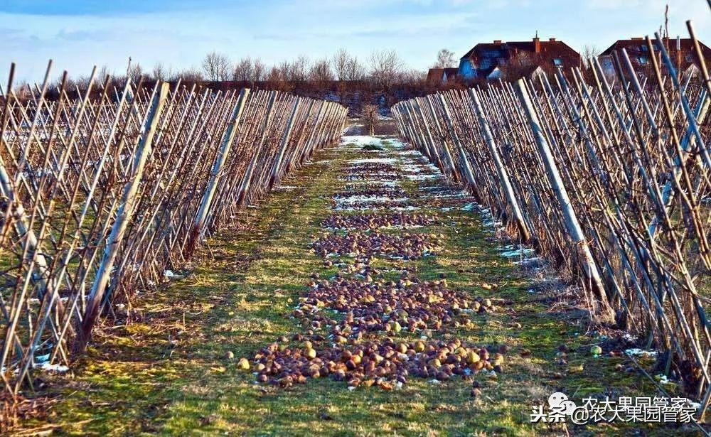 春季病虫害防治几月最佳,冬天怎样防治田间病虫害