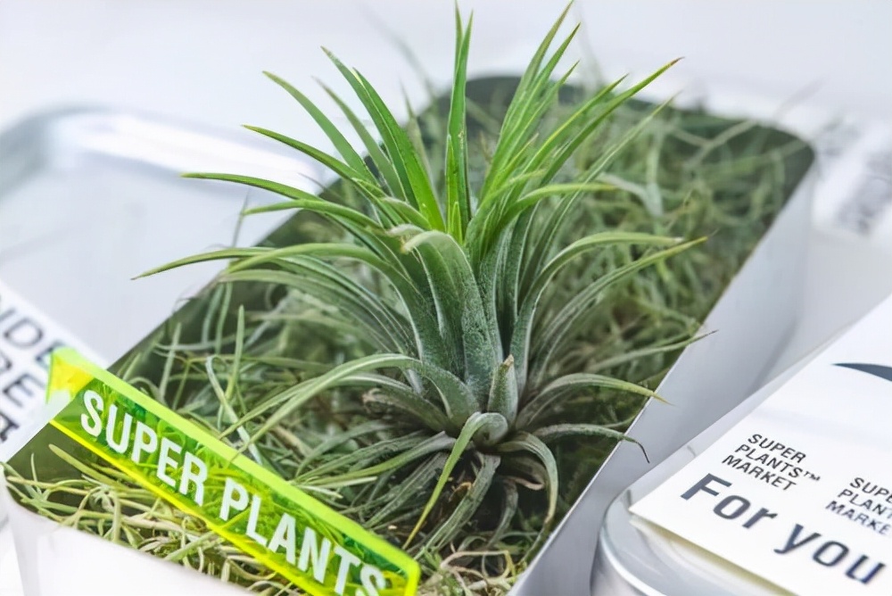 wosado悦瞳多少钱,wosado悦瞳是正品吗