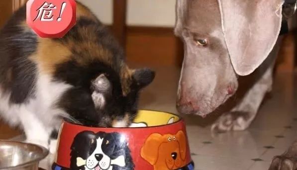 对猫有毒的植物气味也不能闻吗,对猫有毒的食物