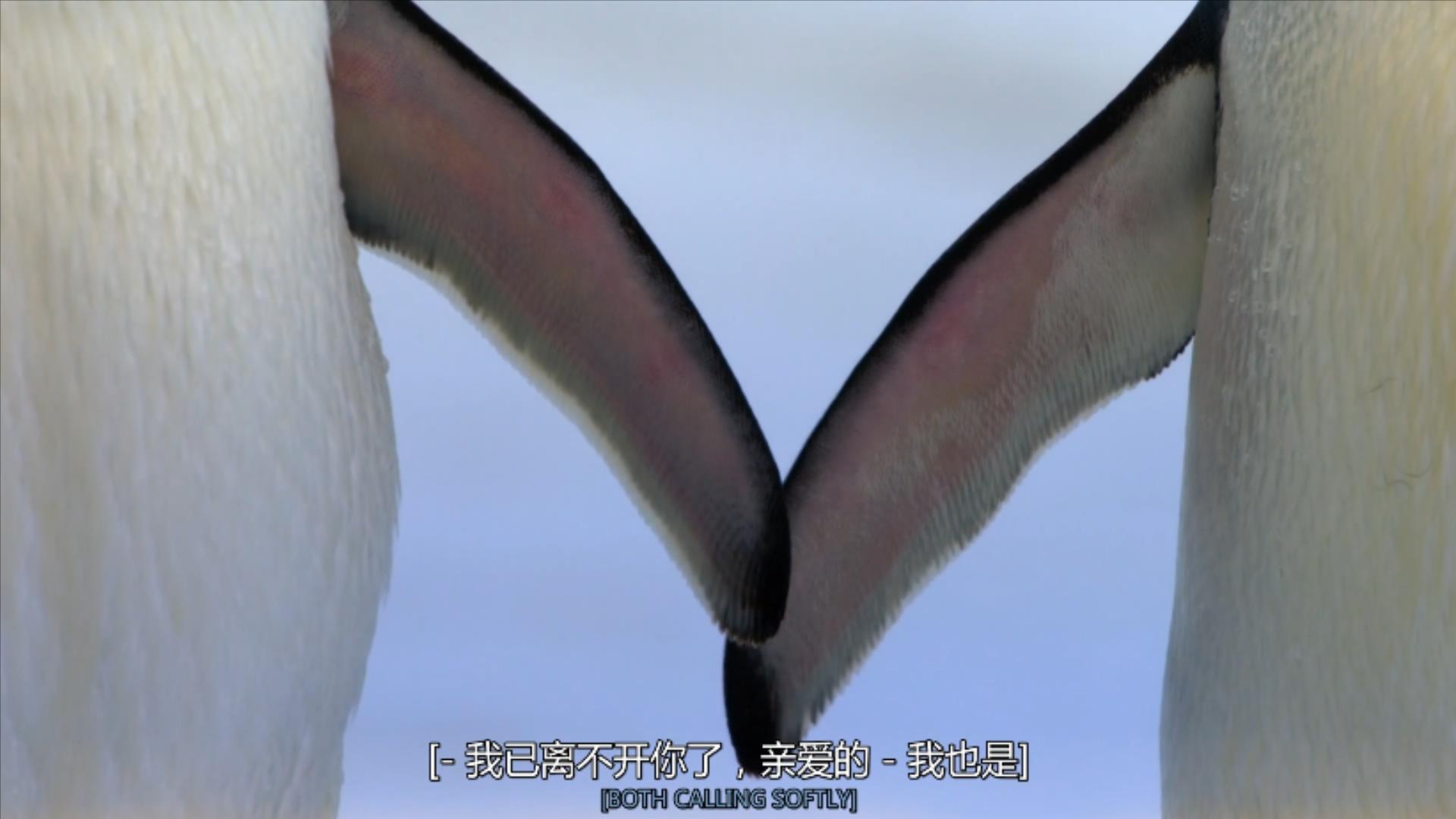 大过年的,被这些小萌萌给笑掉了头