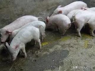 如何预防仔猪病毒性腹泻,防治保育仔猪腹泻用什么药