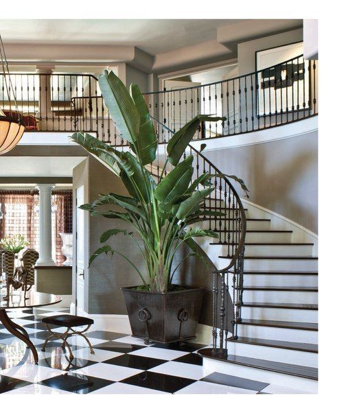 室内除甲醛最好的植被,室内植被存活率高的有哪些