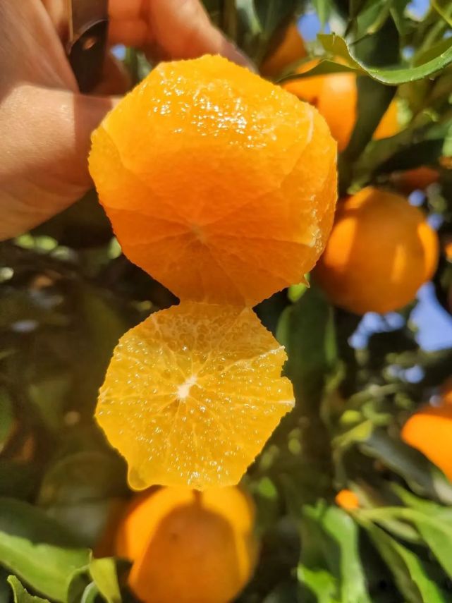 麻阳冰糖橙现摘现发,橙子采摘季麻阳冰糖橙