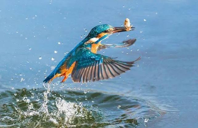 小鸟会不会呼吸,小鸟会不会很无聊