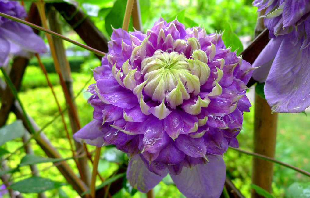 一棵就能爬满墙?这波操作服了