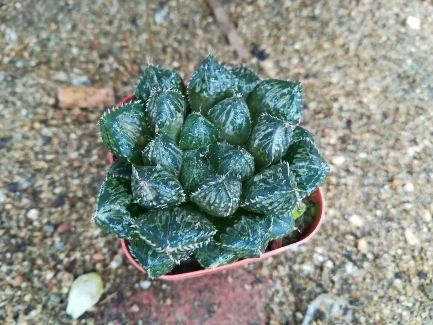 多肉可爱又便宜小巧,多肉可爱好看