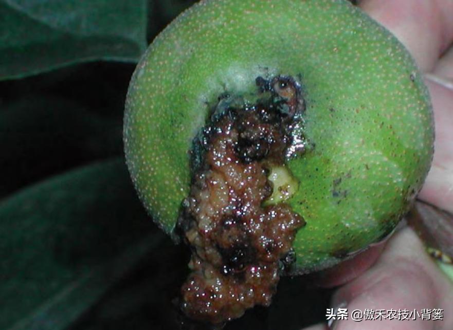 梨小食心虫防治最佳时间,梨小食心虫的为害症状