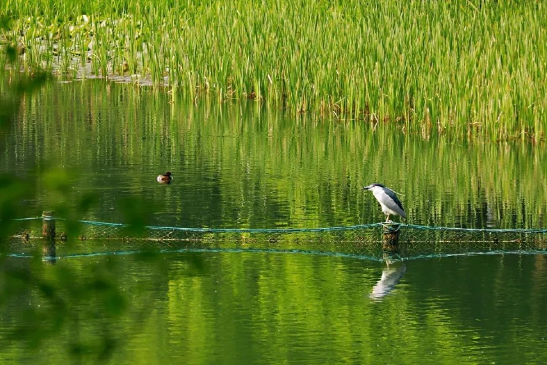 欣赏西湖的全景太美了,西湖美景实在美怎么也看不够