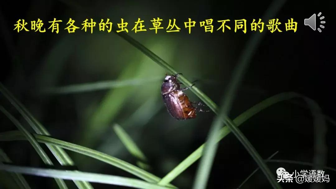 六年级下册语文表里的生物朗诵,六年级下册表里的生物小练笔400字