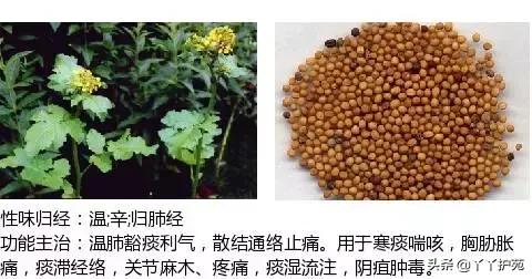 农村身边的中草药主治与功效,中草药全图谱与功效