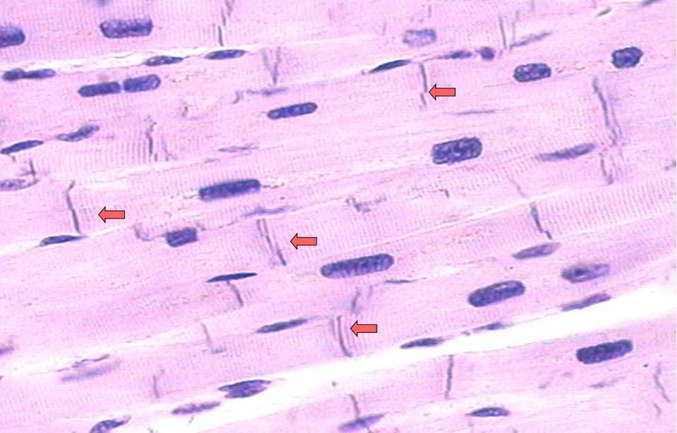 我们是怎么动起来的,心动的人的心脏是怎么跳动的