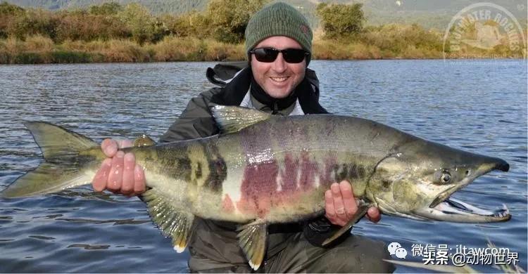 三文鱼是怎样的鱼,三文鱼冷冻后还可以生吃吗