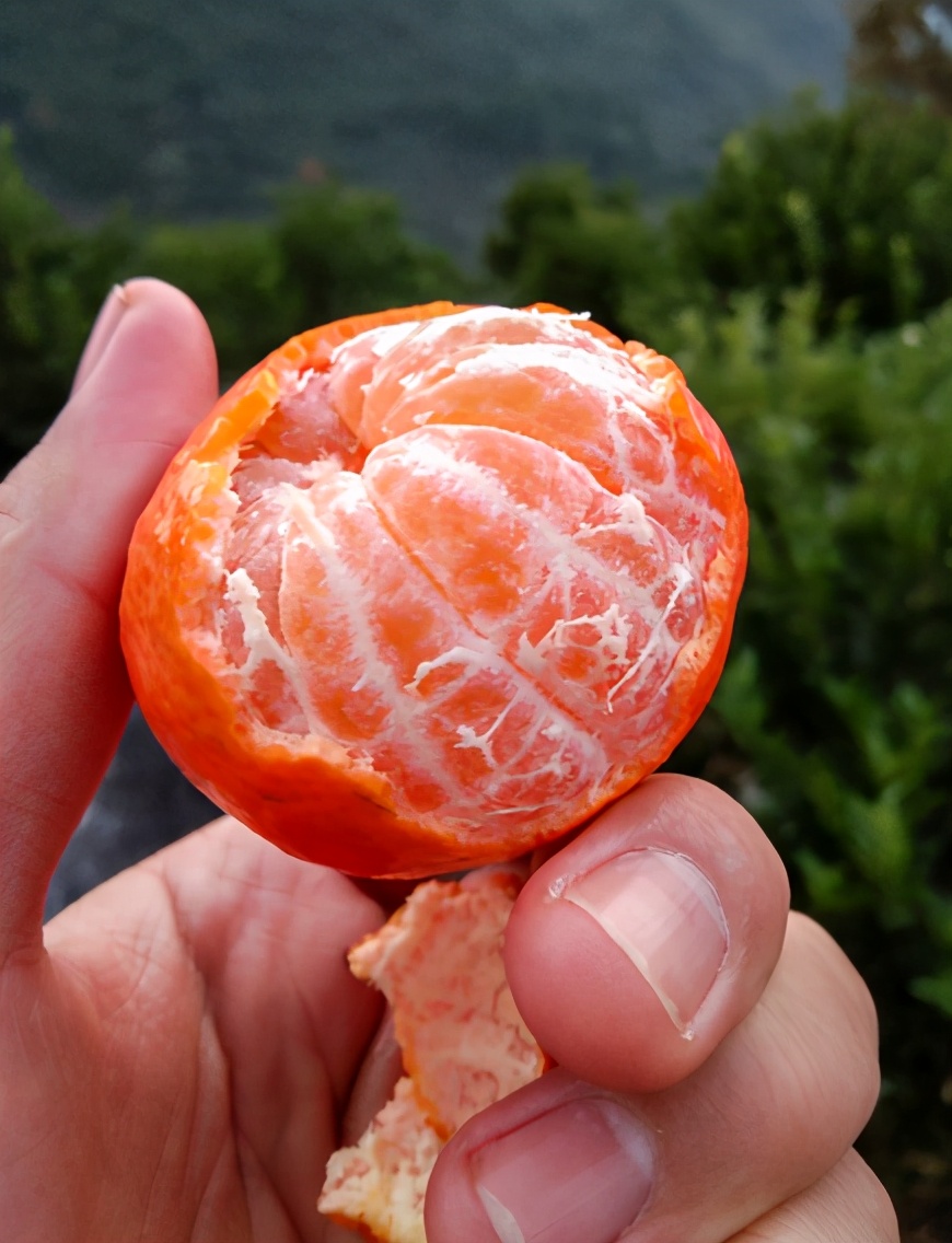 什么季节的沙糖桔便宜又好吃,买沙糖桔