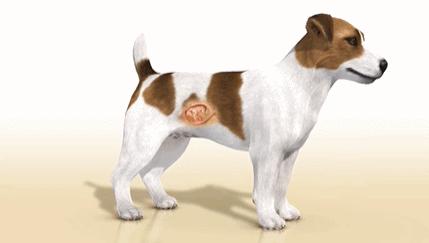 狗狗的寄生虫有多少只,狗狗拉的蛔虫虫是活的还是死的