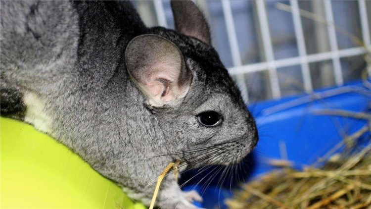 龙猫咬笼,龙猫抓耗子是真的吗