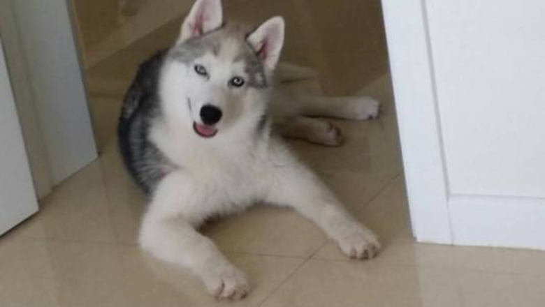 哈士奇掉毛吗有体味吗,哈士奇掉毛排在第几名