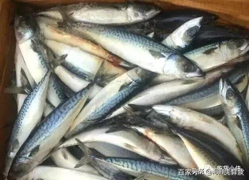 繁殖最快的海鱼 (最难人工繁殖的海鱼)