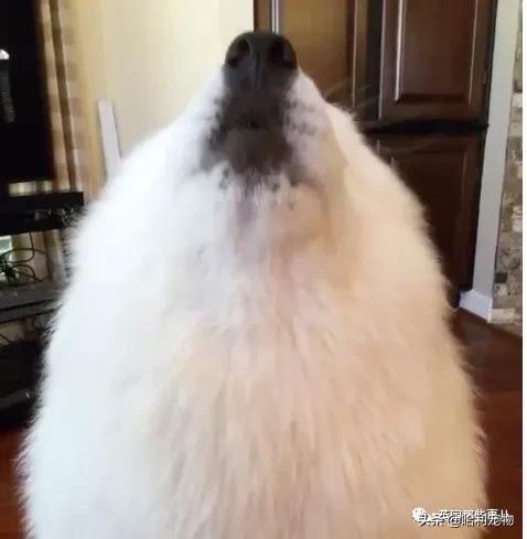 要狗看门？千万别选萨摩耶！这货除了笑不会干别的了