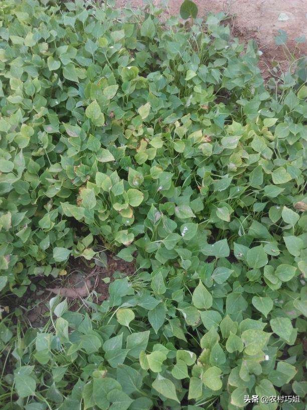 红薯水培叶子发黄怎么办,红薯过水后变黑咋回事