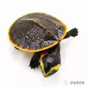 食用盐对龟缸有什么作用,龟用的盐