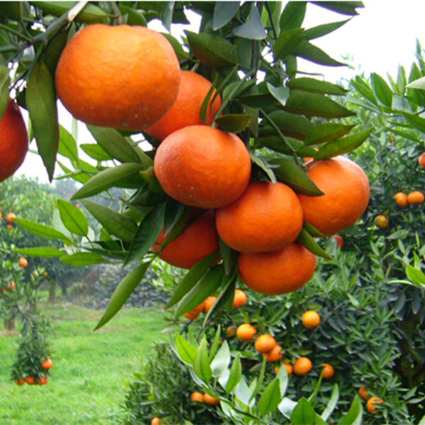 怎么样吃橘子的小技巧,又到了吃橘子的季节学会4个技巧