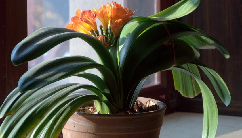 哪种兰不是真正的兰科植物,兰科兰属植物有哪些