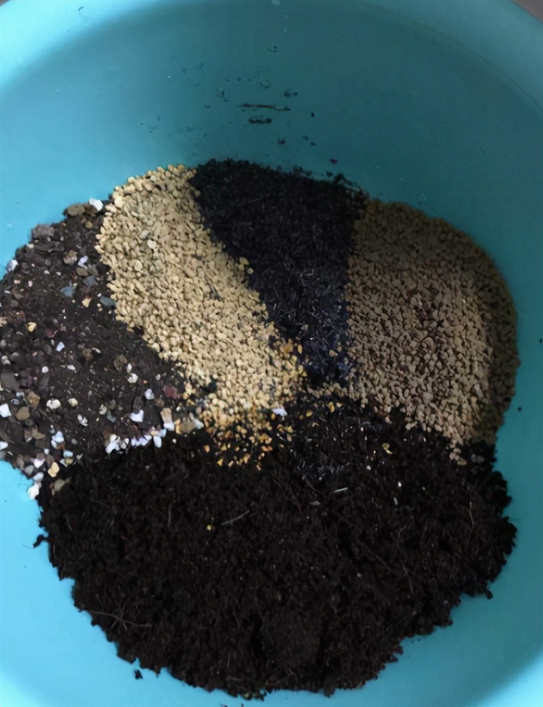 多肉水培诱根与土壤生根哪个快,多肉怎样给土壤杀菌防虫