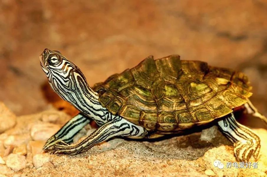 适合家庭养的龟宠,地图龟为什么精力特别旺盛