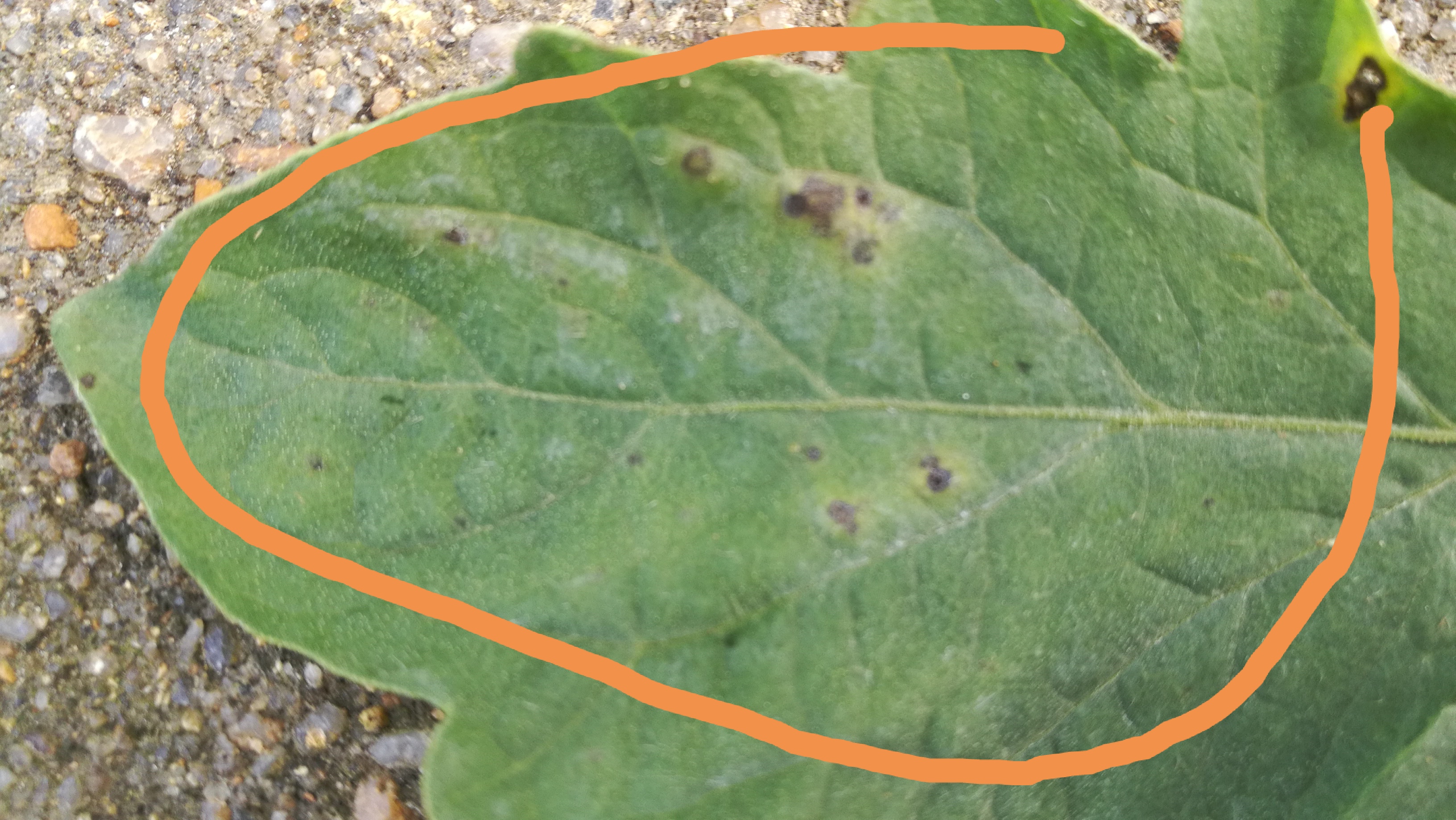 番茄果上有斑点是怎么回事,番茄果锈出现原因