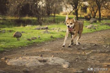 与朱元思书鸢飞戾天注解,与朱元思书鸢飞戾天的意思
