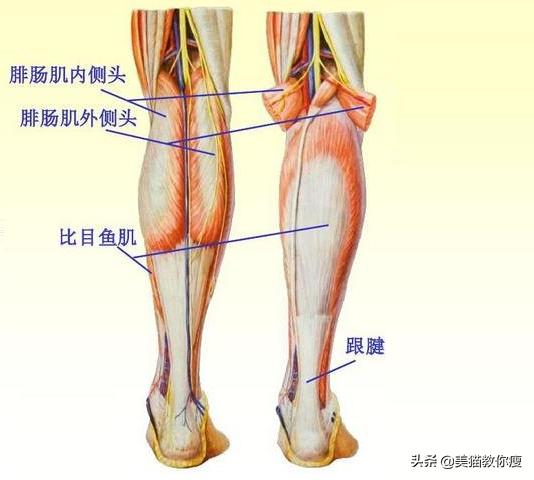小学生肌肉腿怎么瘦成筷子腿,三天肌肉腿瘦成筷子腿
