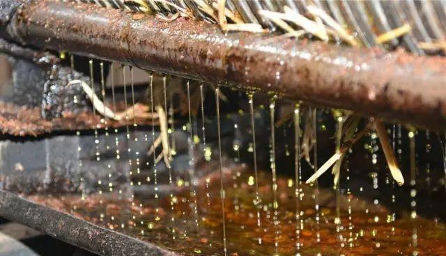 正宗山茶油求购,山茶油销售渠道招聘