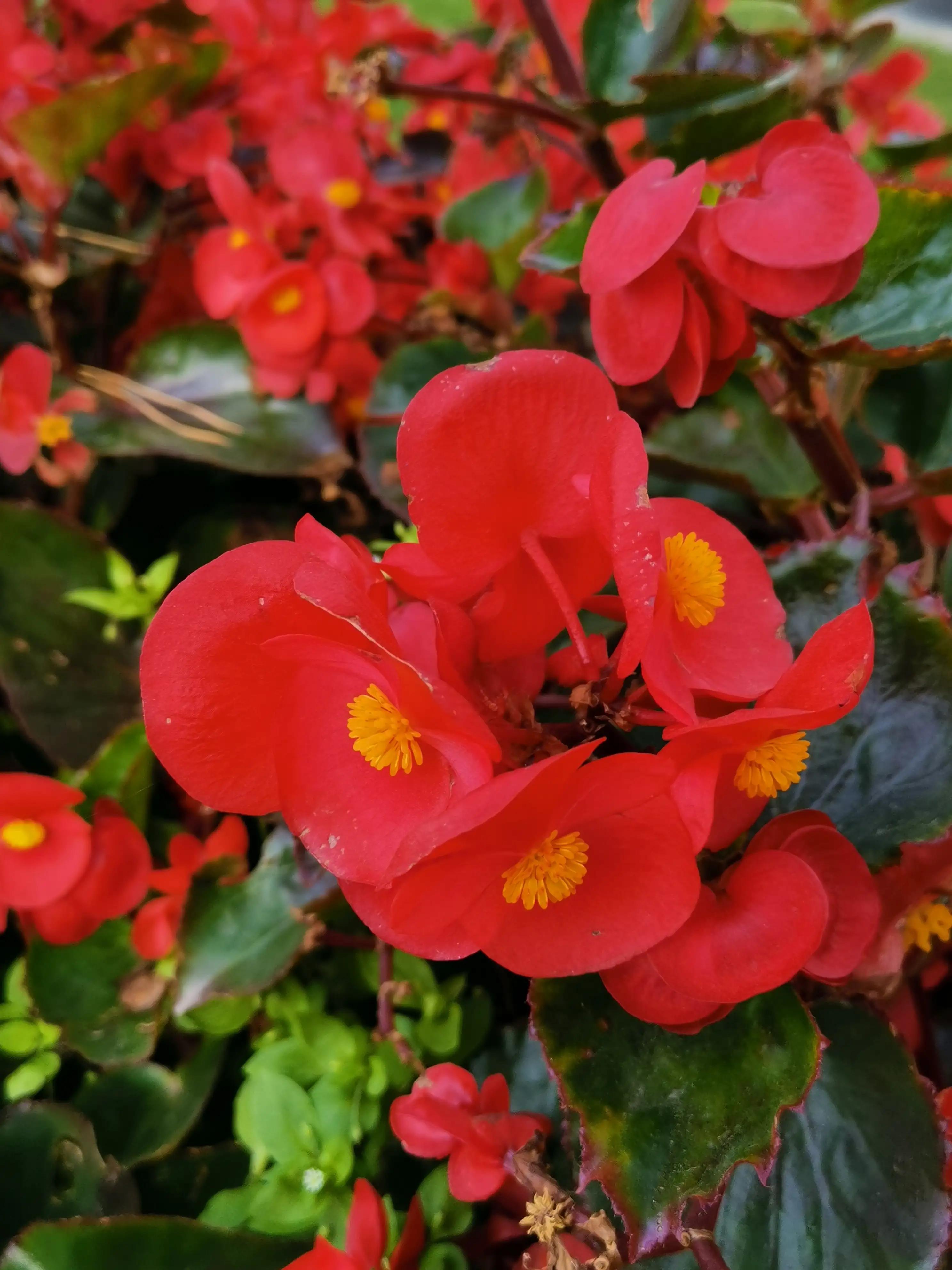 玫红四季海棠图片大全,玫红四季海棠的花语