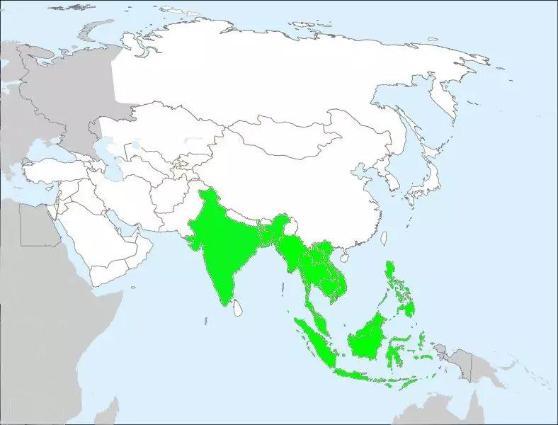 印尼村民成功捉住9米蟒蛇,印尼男子诱捕巨蟒