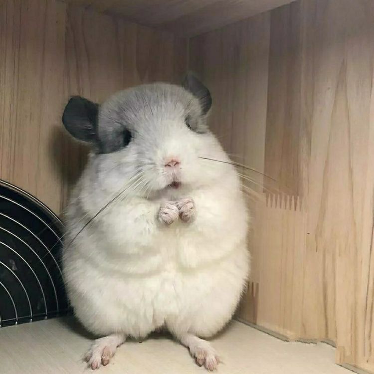 龙猫饲养视频,龙猫饲养全科普