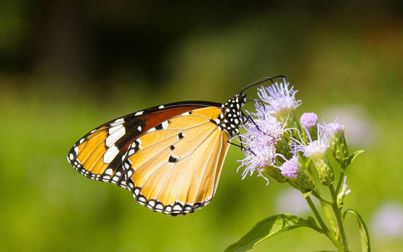 盘点动物界的奇葩恋爱,动物界的奇葩配偶方式