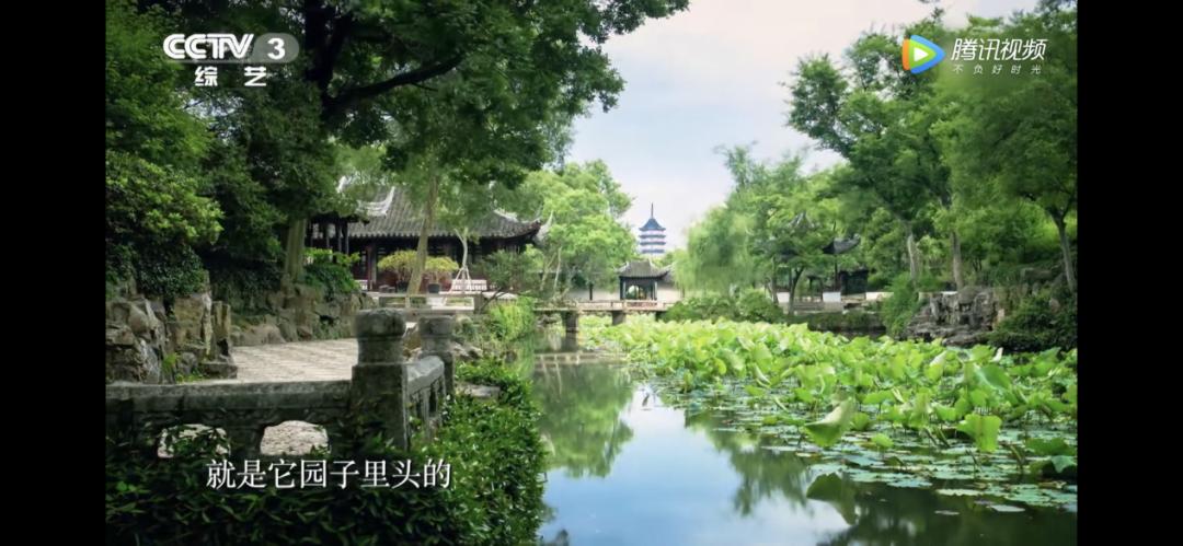 这株四百多年的紫藤，背后是整个江南园林