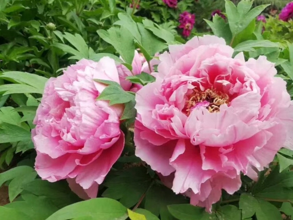 牡丹作为中国国花的特点,牡丹到底是不是中国的国花