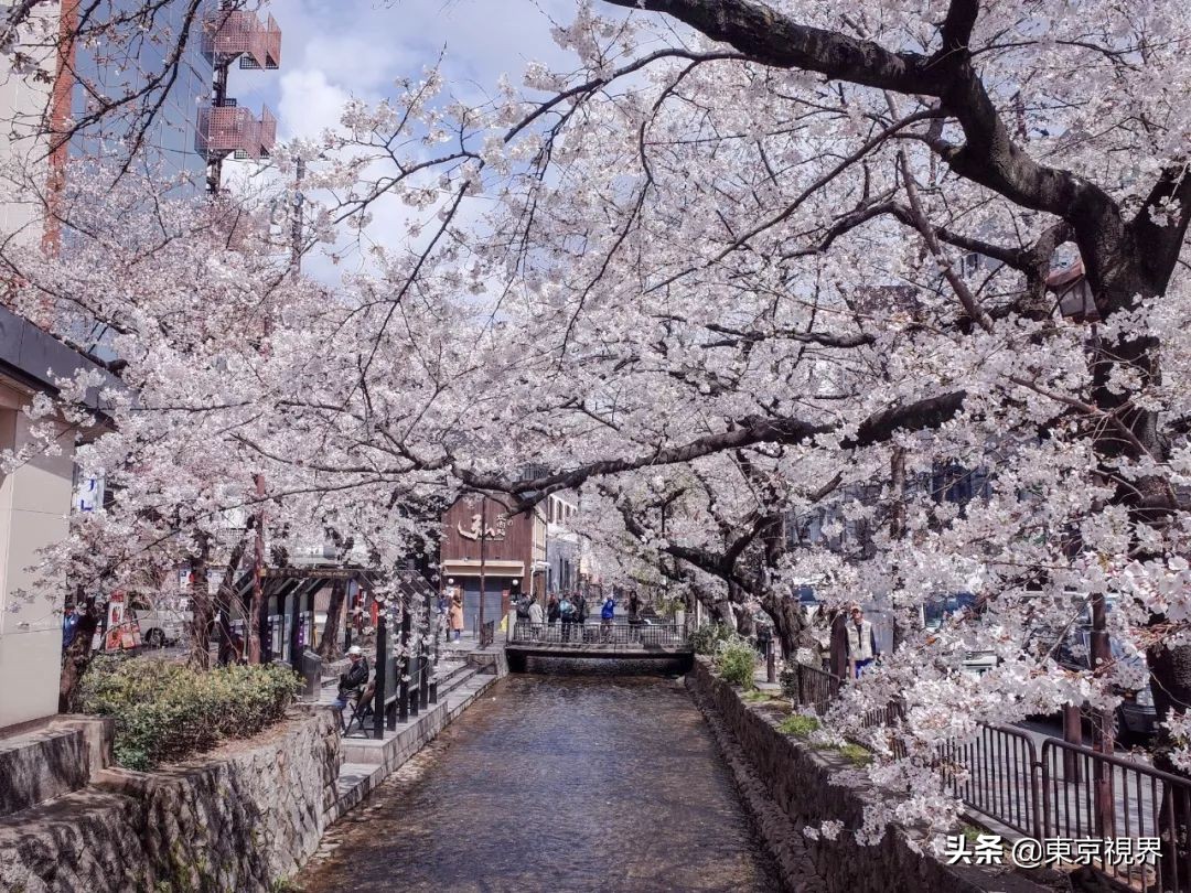 我在京都，攒下一整个春日的绝美樱色送给你。