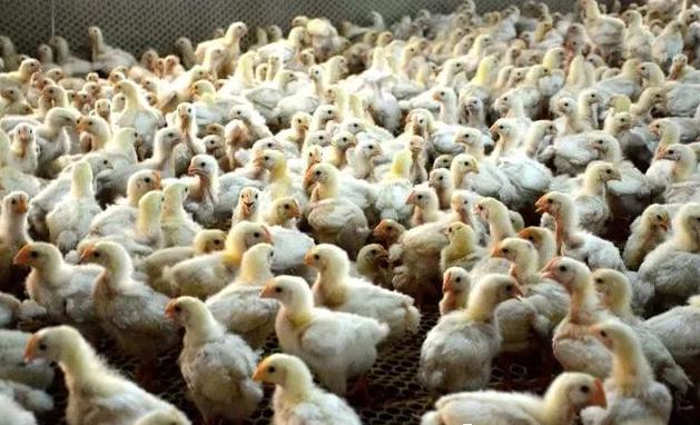 鸡支堵的防治方法,鸡支气管堵有什么治疗方法