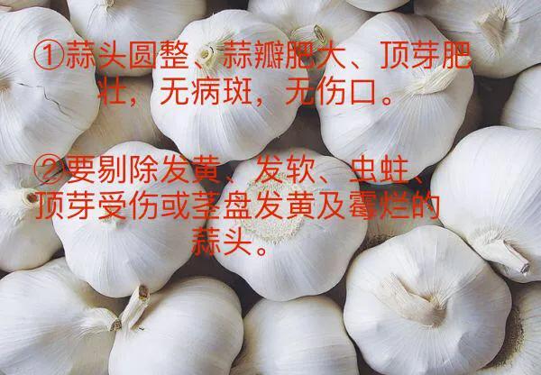 大蒜细菌性软腐病用什么药效果好,大蒜叶枯病紫斑病软腐病用什么药