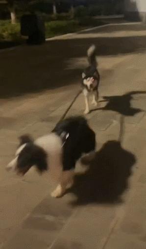 边境牧羊犬厉害吗,边境牧羊犬厉害之处