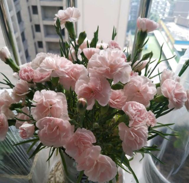 康乃馨怎么养才能快速开花,康乃馨开完花第二年还会开花吗