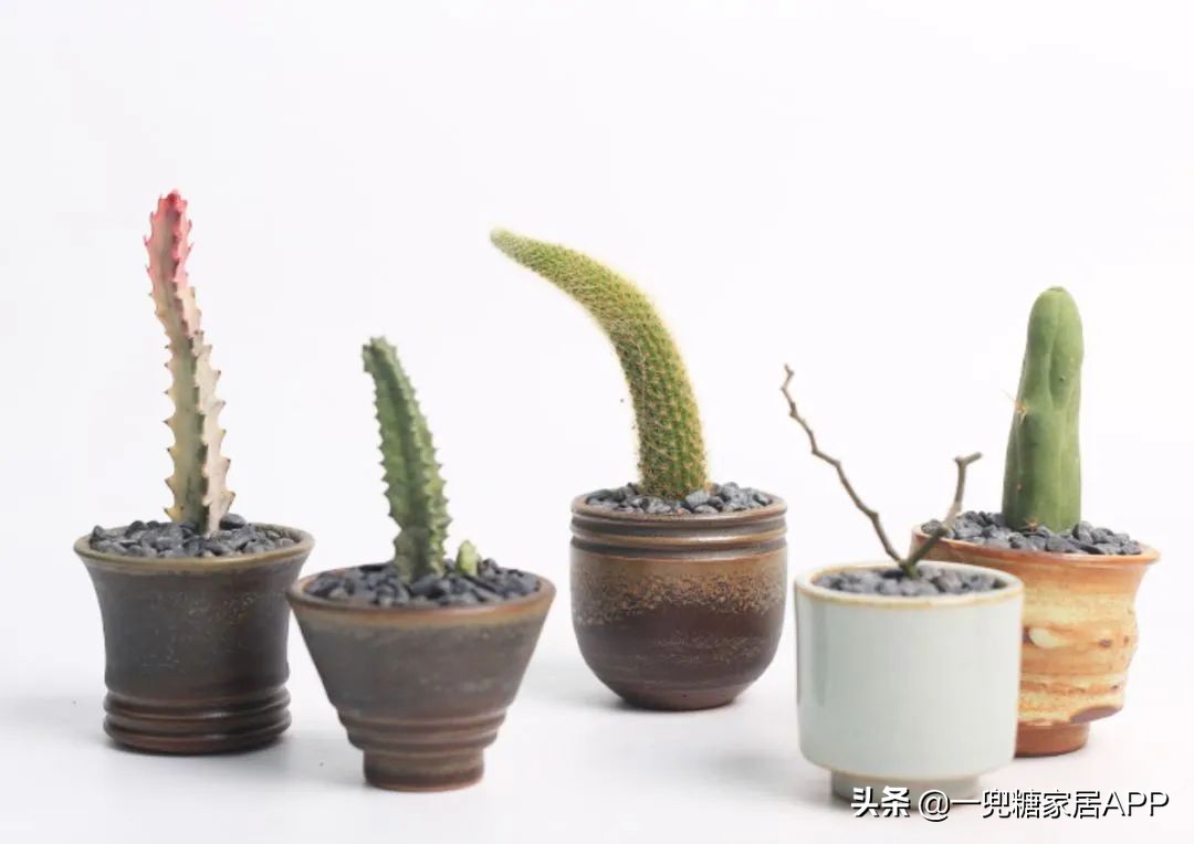 开花植物店铺推荐,适合店铺开花植物